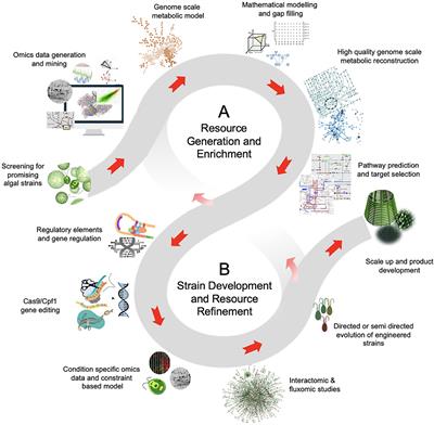 Bioengineering of Microalgae: Recent Advances, Perspectives, and Regulatory Challenges for Industrial Application